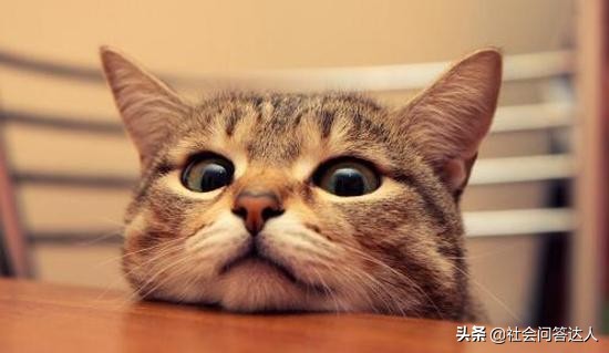 宠物消毒剂的正确使用方法,养宠家庭消毒