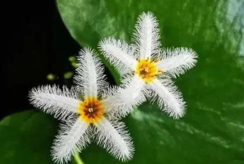 五星花有什么特点,五星花最漂亮的品种