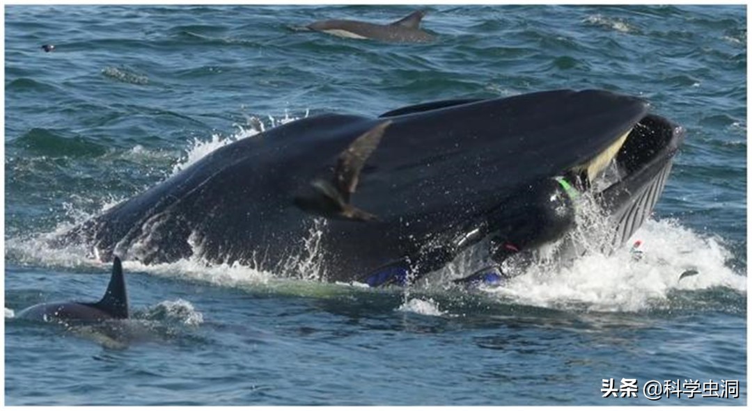 如果人在鲸鱼的肚子里该如何逃生,鲸鱼腹中逃生