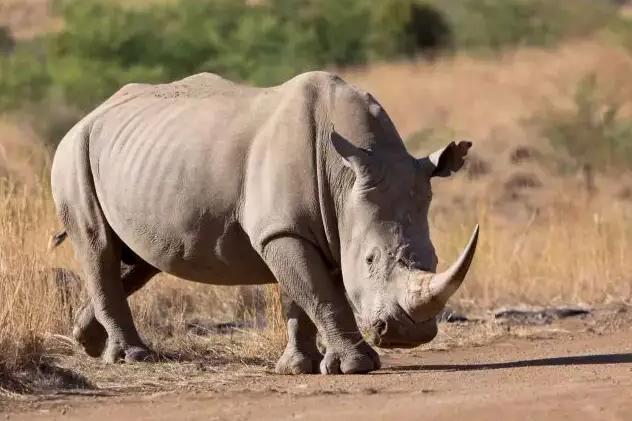带“牛”却不是牛，似牛非牛，刷新你的认知
