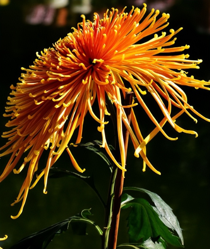 荷兰菊花的养殖方法和注意事项,新扦插的菊花小苗怎么养殖