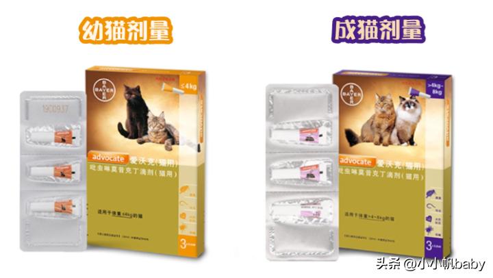 养猫咪新手入门必知驱虫,新手养猫驱虫实操