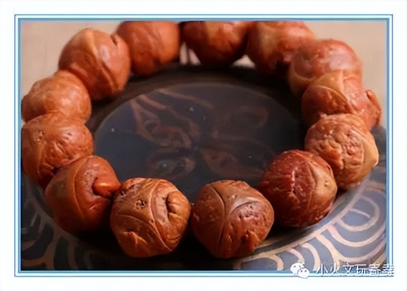 凤眼菩提20天效果,2023年凤眼菩提