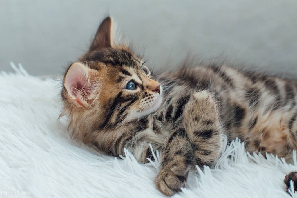 猫咪接生的注意事项,新手给猫咪接生全过程视频