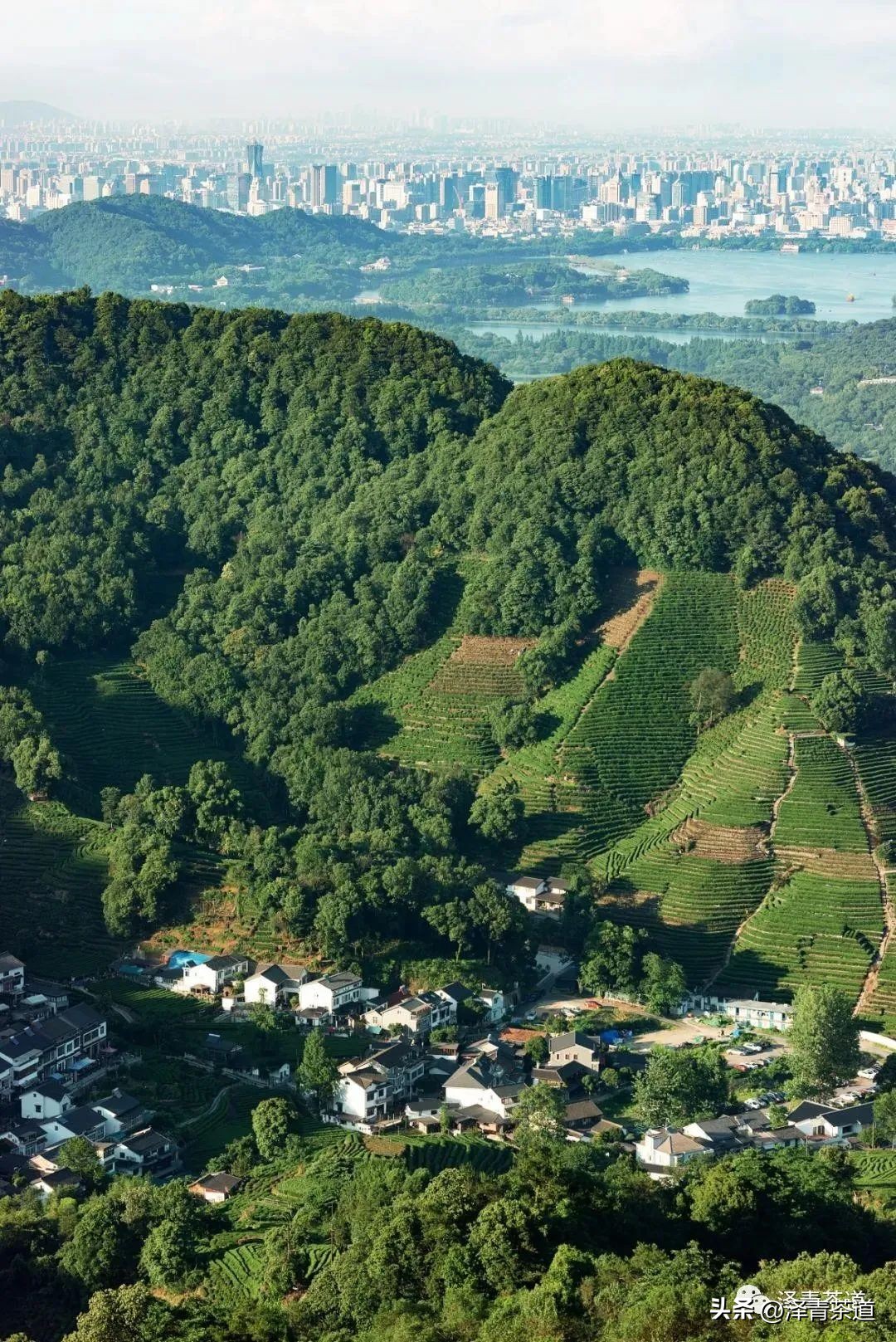 福建中国茶叶第一大省,中国茶叶排名第一省