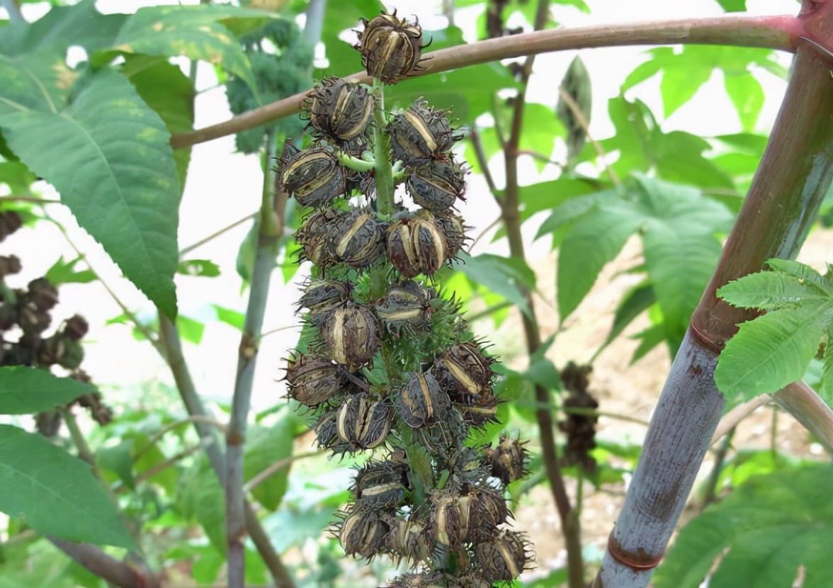 蓖麻子真的有剧毒吗,野生蓖麻的毒害