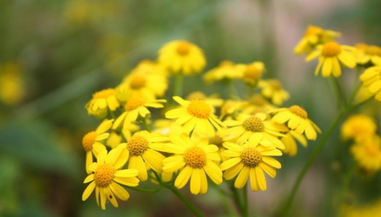 菊花里哪种菊最好,菊花哪种菊比较好