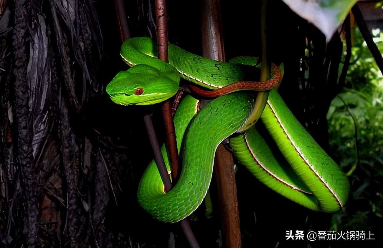 竹叶青的毒性特征,竹叶青怎么判断毒性