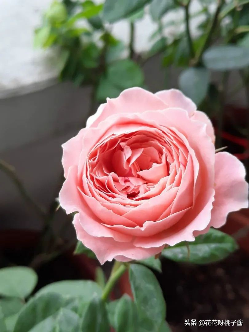 黄色月季哪个品种耐热耐晒抗病强,最耐热耐晒的切花藤本月季品种