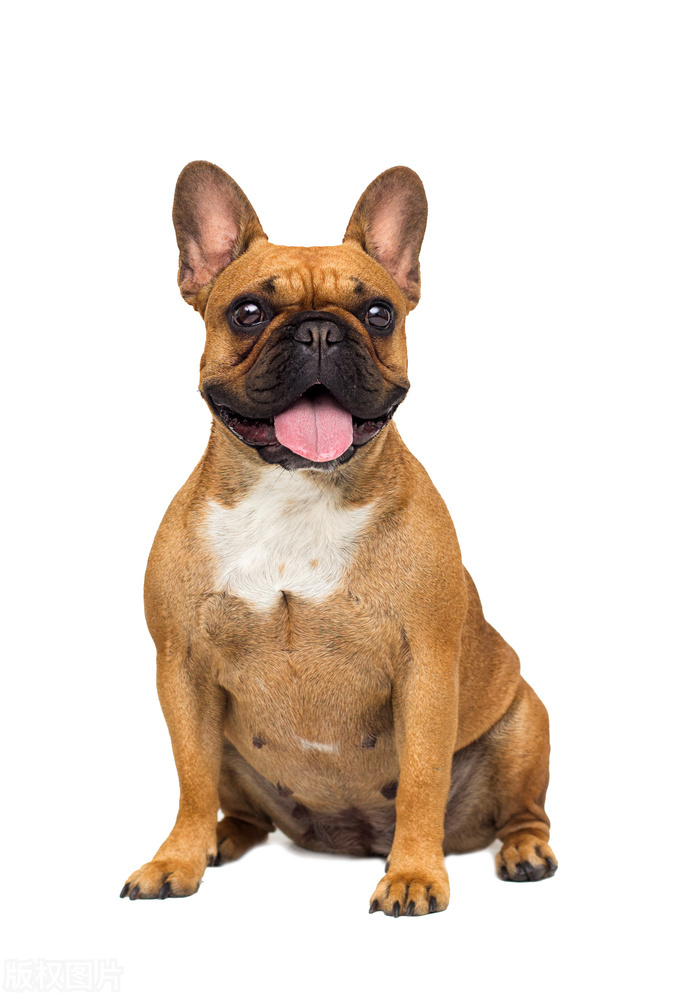 犬为什么会得真菌,什么是犬的皮肤真菌病