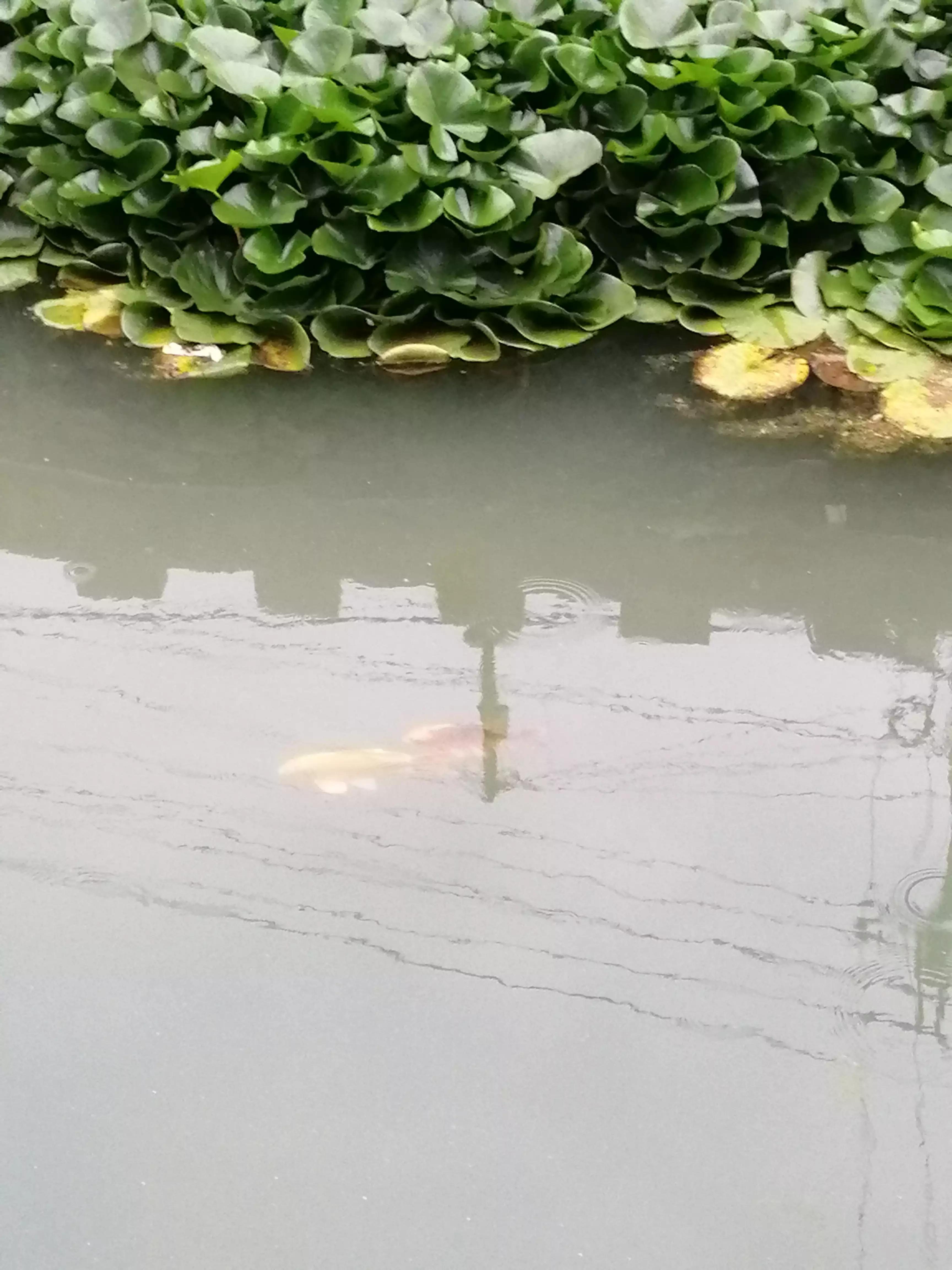 厌倦了城市生活回农村生活,厌烦了城市生活的句子