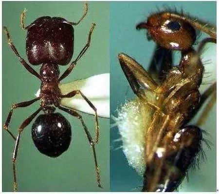 食人蚁虽然身长只有一厘米，但却是非洲凶猛的动物