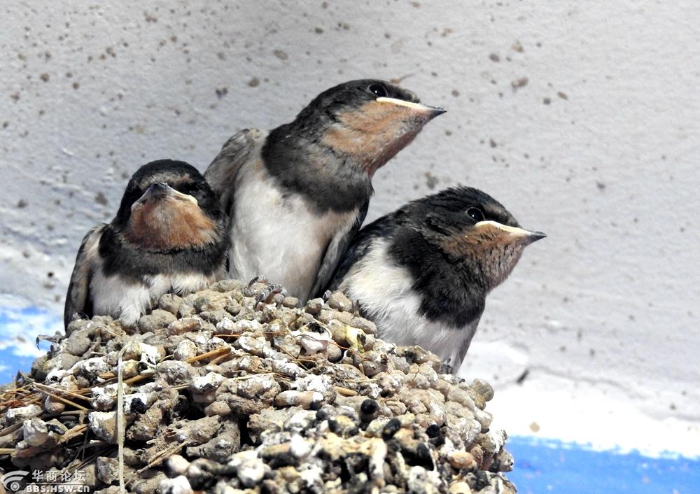 燕子筑巢被人看见,老人说燕子筑巢