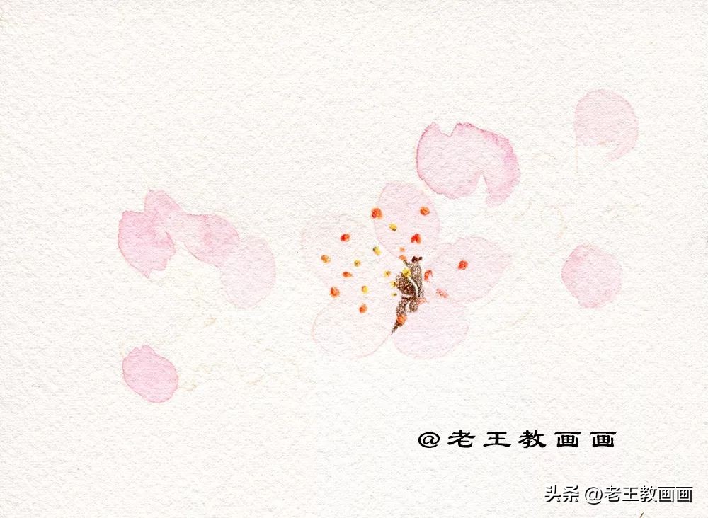 零基础学彩铅画多肉植物,三年级简单画桃花彩铅