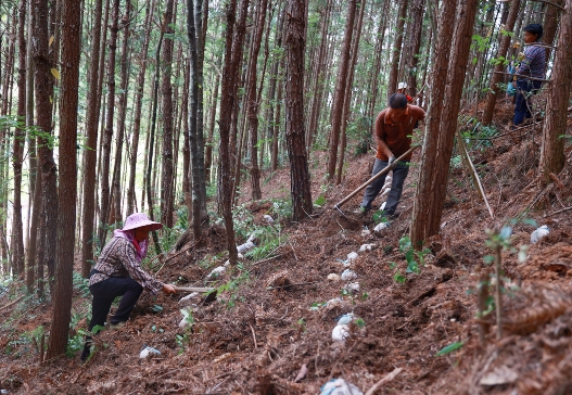 共谱“协奏曲”助推明溪县革命老区中医药发展