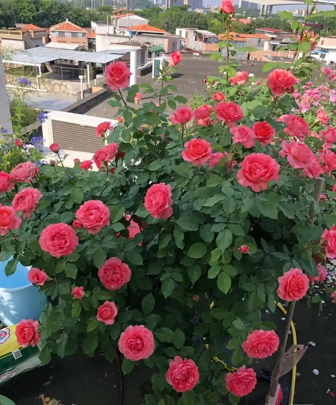 珊瑚果冻月季优缺点,珊瑚果冻月季图片