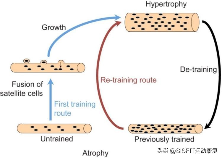 停训如何减少肌肉流失,为什么停训后肌肉围度下降很快