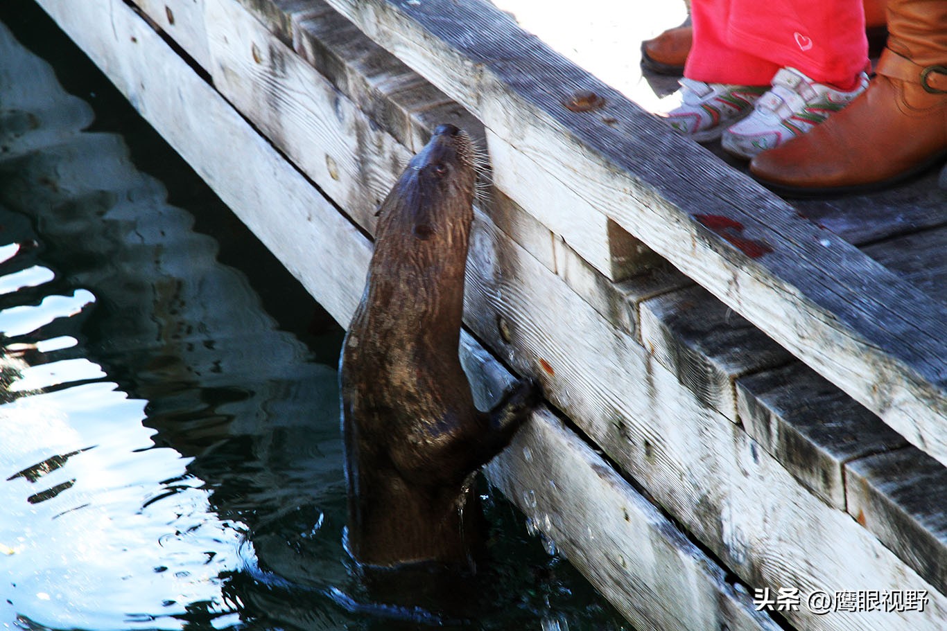 加拿大的维多利亚,加拿大四季如春的城市维多利亚