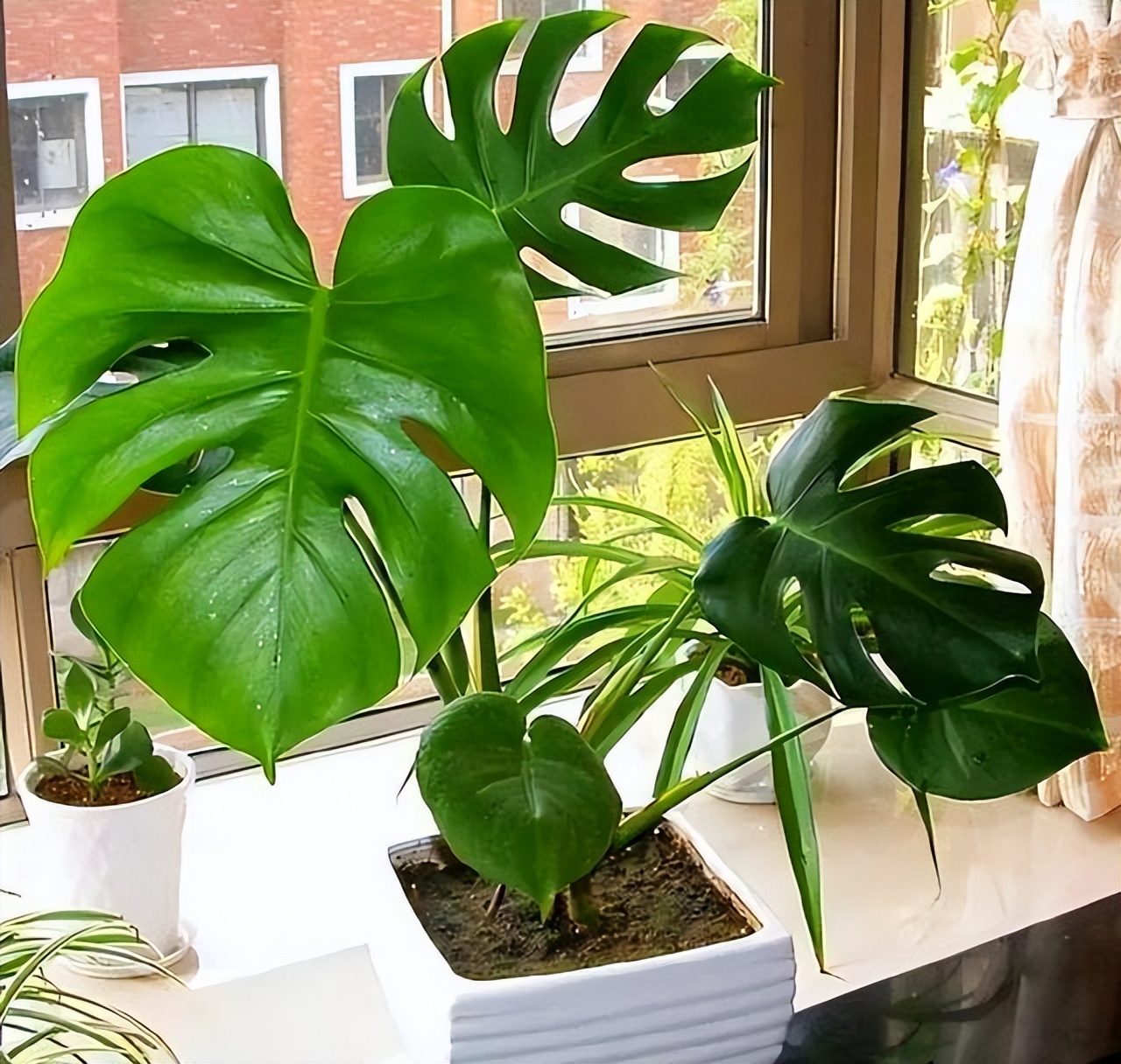 养花达人必备的44个养花绝技,8个实用的养花小技巧