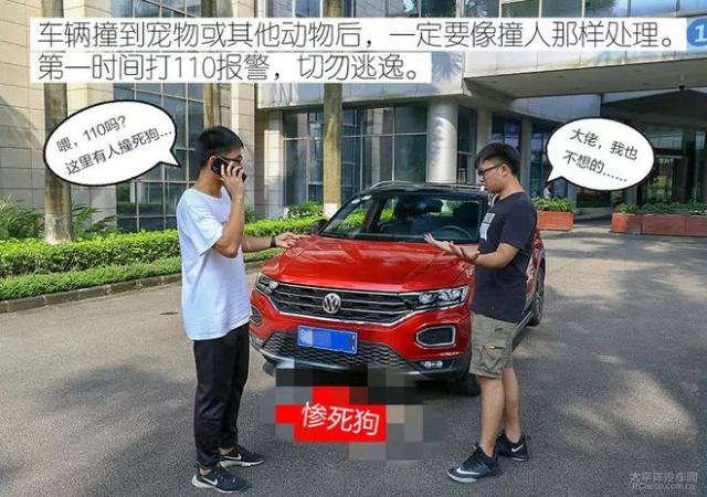 开车撞到狗狗怎么化解,开车撞到狗怎么处理能走保险吗