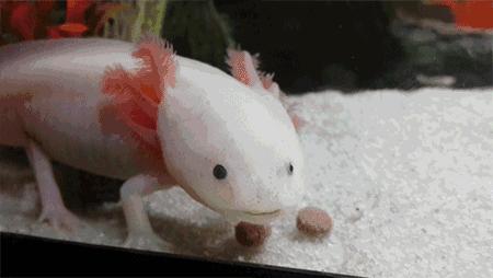 六角恐龙在墨西哥的原生态环境,娃娃鱼墨西哥钝口螈六角恐龙