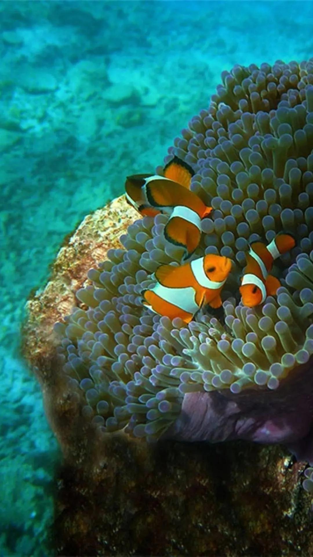 海底奇妙世界图片,海底世界的图片