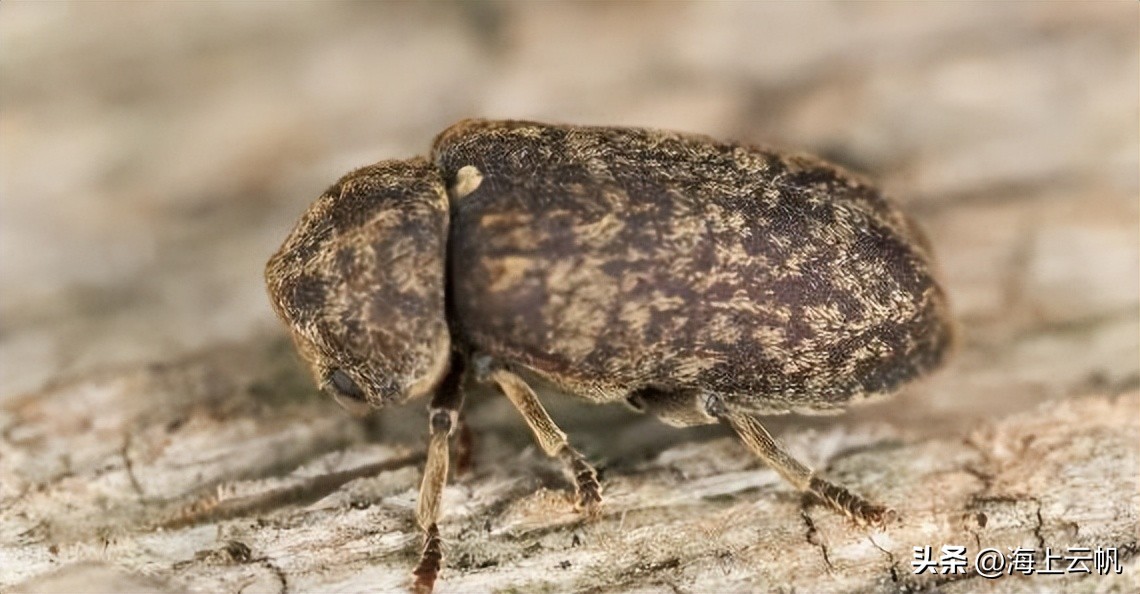 圣斗士108冥斗士中实力最强七人,圣斗士星矢斗士之魂冥斗士必杀技