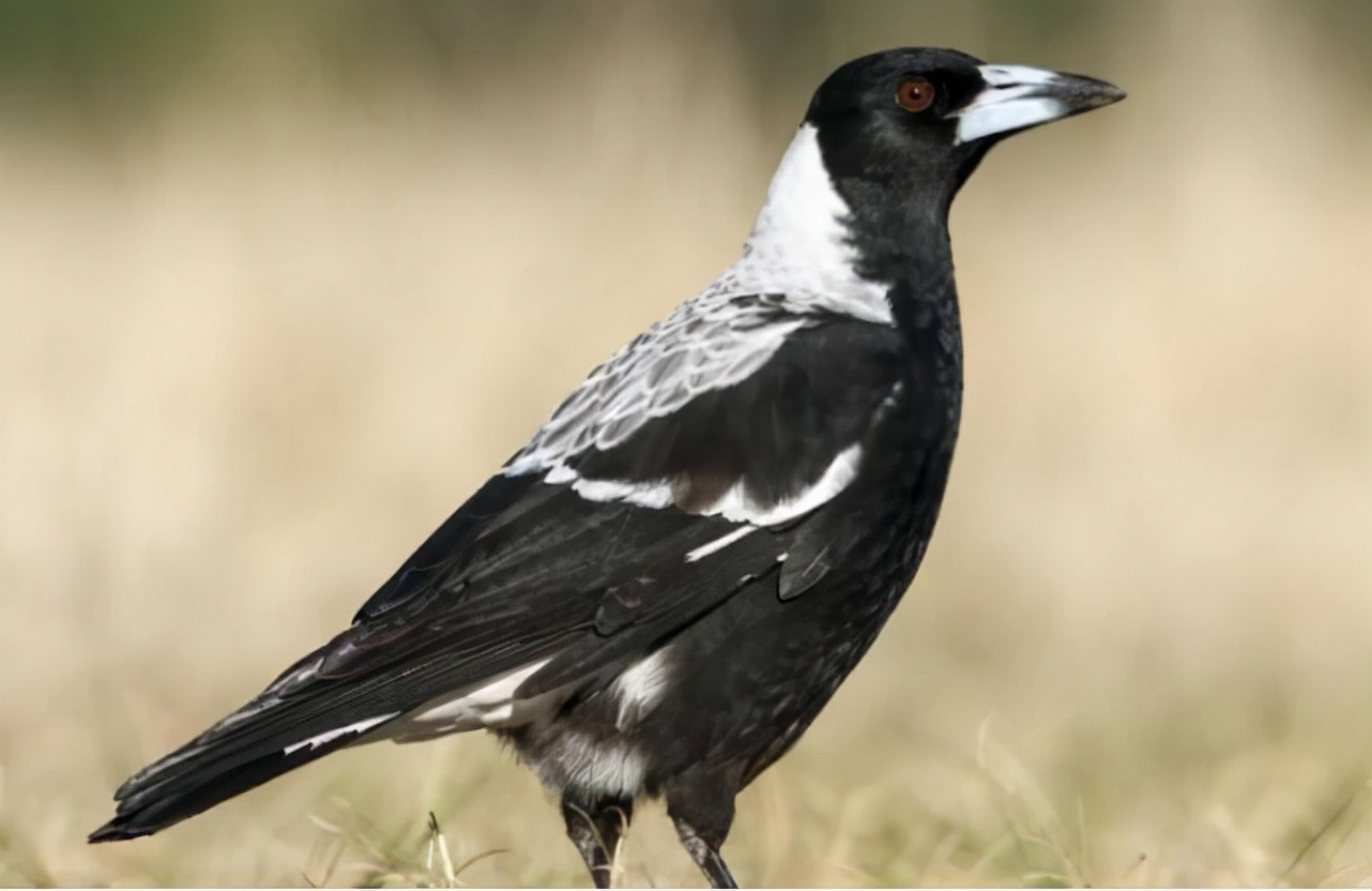 世界上最奇怪的十大鸟,世界上最恐怖的大鸟