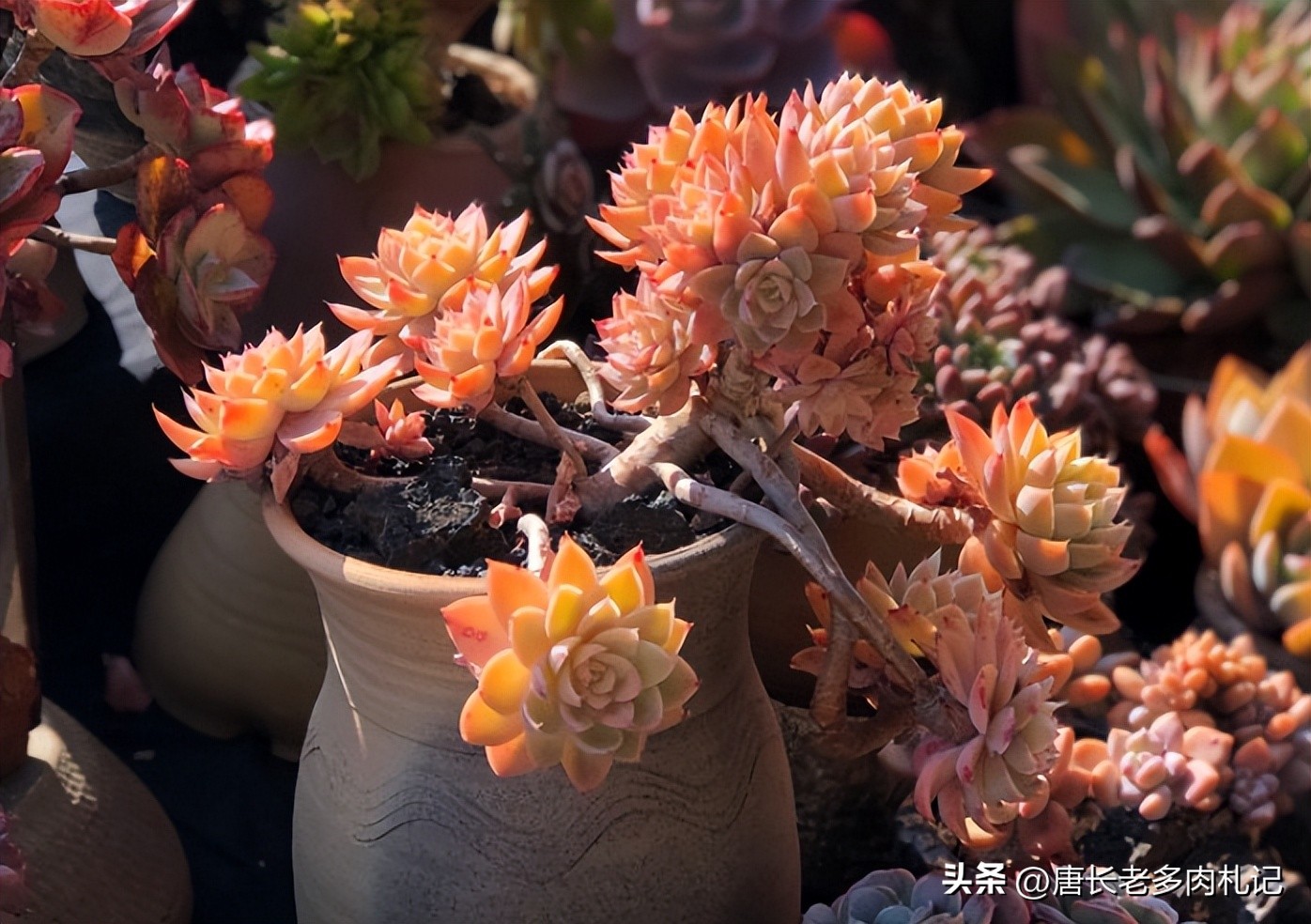 多肉长时间不发根怎么办,多肉为什么老是不服盆