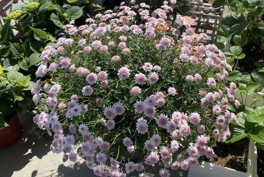 4个养花小窍门花越养越漂亮,懒人养花就选这10种花期长达8个月