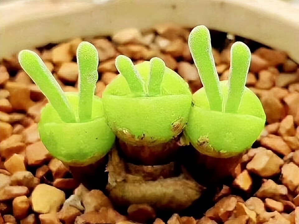 女子8年种多肉成多肉界天花板,100种多肉造型图