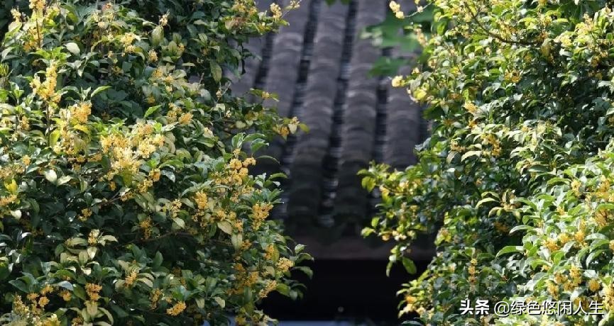 玉堂春富贵指哪些花,玉堂锦绣富贵春寓意