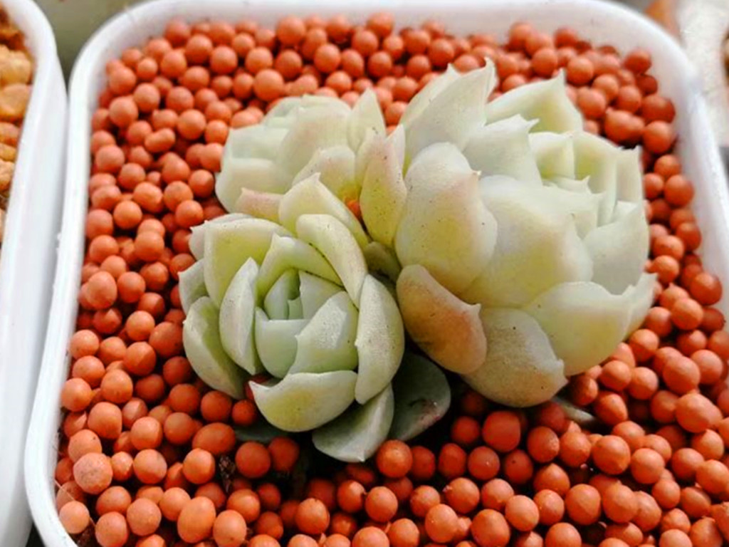 如何认清所有多肉的品种,270种常见多肉你都认识吗