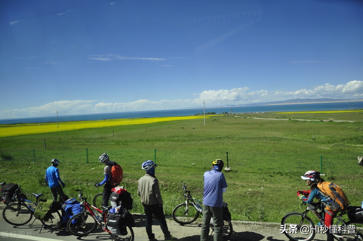 青海湖的救星：3年吃掉7万吨现数量恢复，黑色市场可浮上台面？