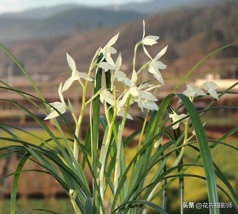它是兰花界的“正统”！被誉为云南草王，现跌落神坛，后悔养少了
