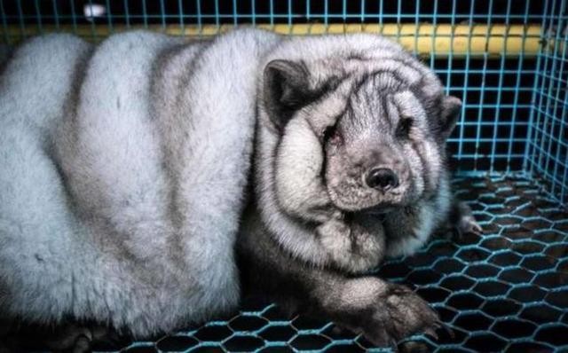 为了获取华丽的皮草，有的北极狐甚至被撑到压断四肢