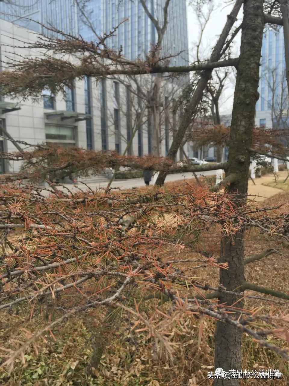 园林树木冻害的调查,苗木冻害是怎么回事