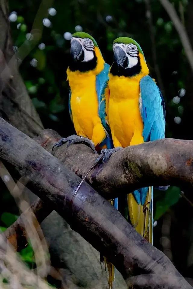 广州长隆野生动物园全部动物,广州长隆野生动物园所有动物介绍