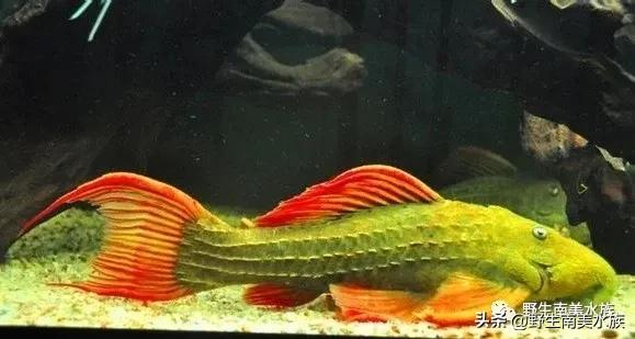 每天认识一种热带鱼,每天认识一种南美鱼