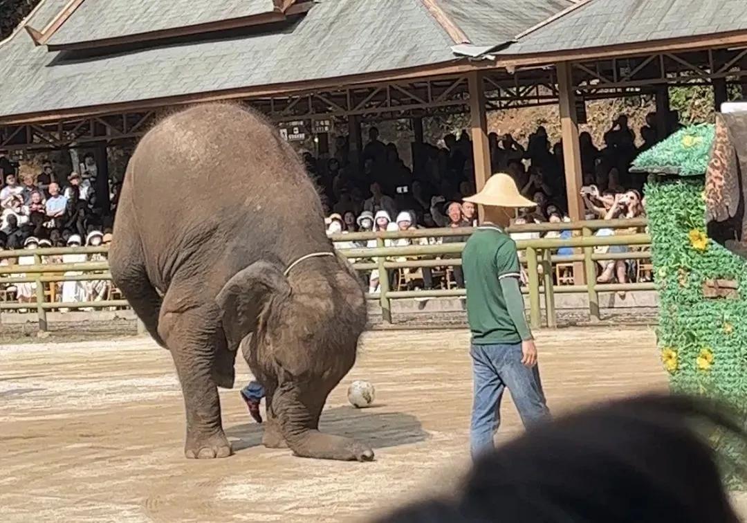大象被铁链拴住,野象谷用针扎大象