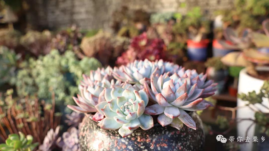 卖萌经济的生意经,卖萌致富