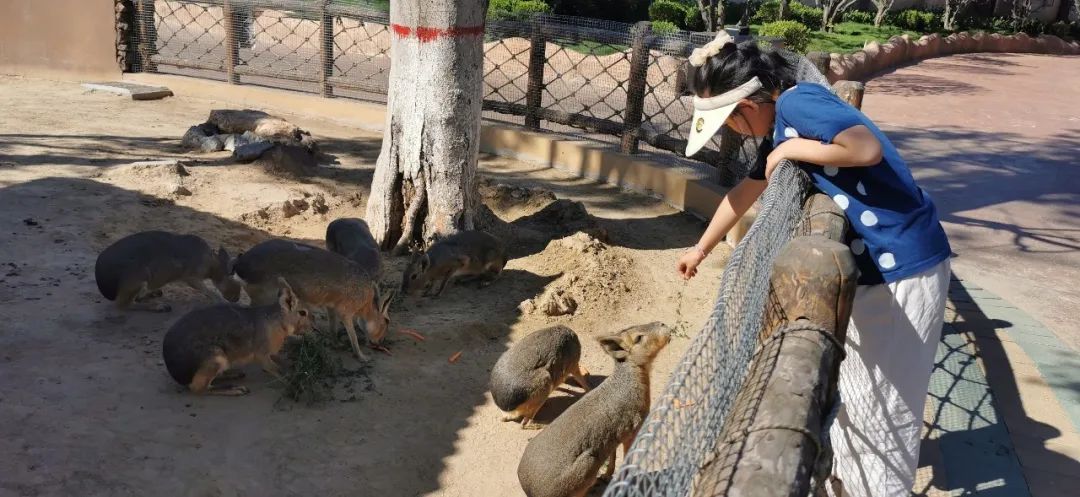 欧乐堡海洋极地公园攻略,欧乐堡最全游玩攻略请收好