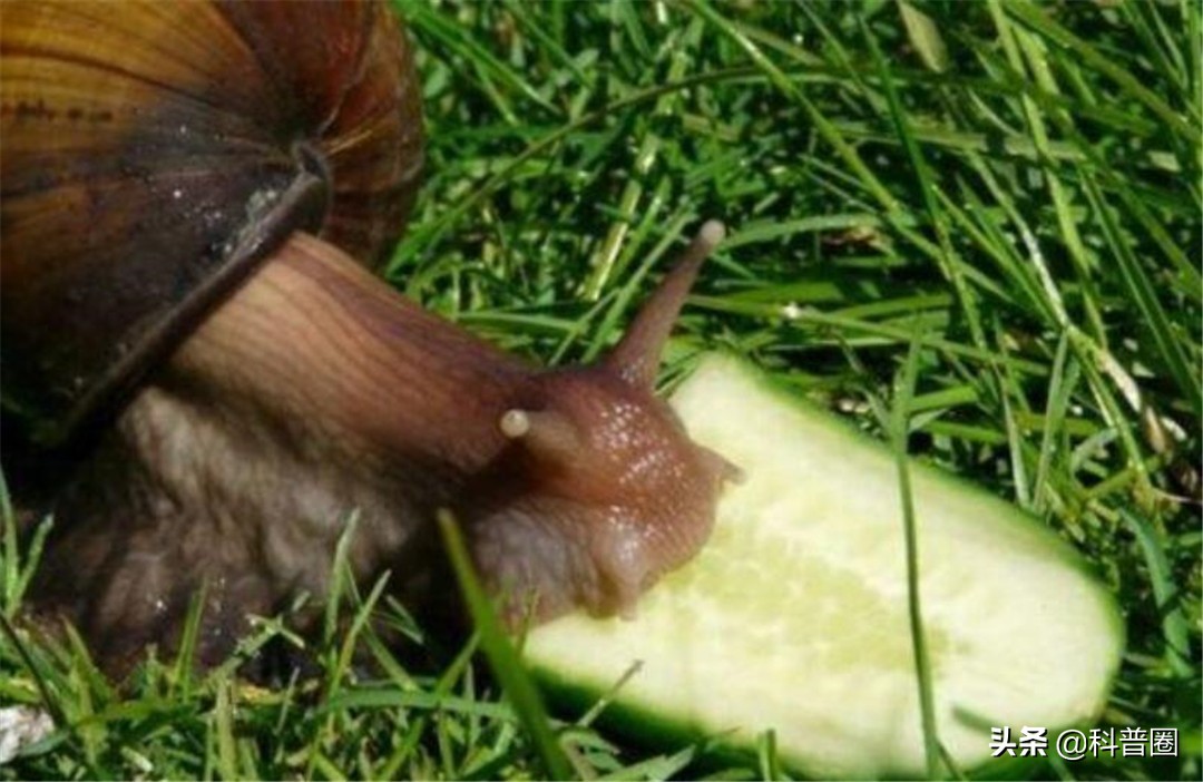 非洲大蜗牛中国泛滥,非洲人能吃1500万公斤,为何中国吃货怂了?