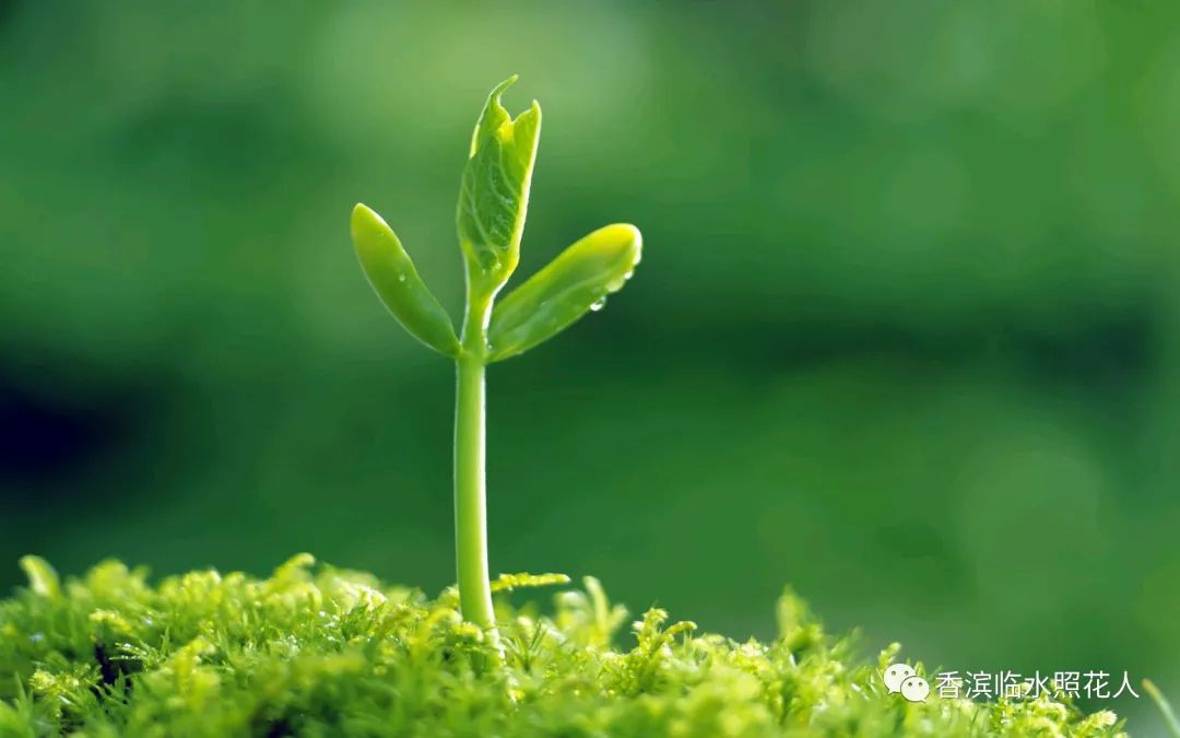 童话故事创编舞蹈2分钟,四年级创编童话故事龟兔赛跑