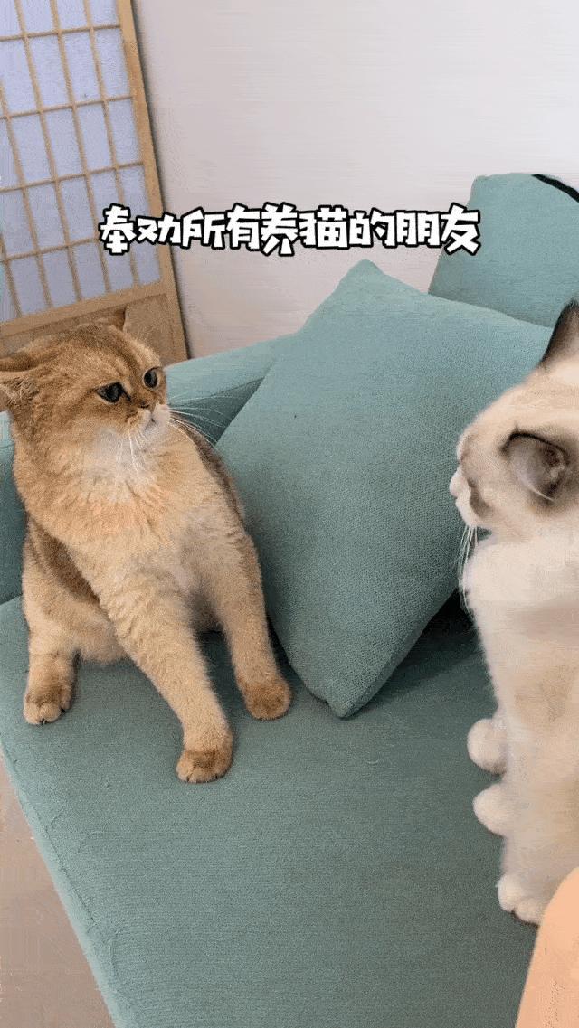 两个猫掐架怎么办,和铲屎官打架的猫咪