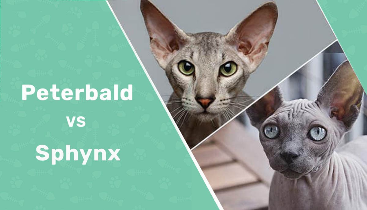 猫咪品种选择之美国短毛猫,猫咪品种大全及图片与介绍暹罗猫