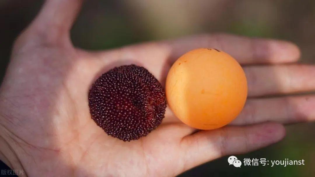 如何泡杨梅酒正确做法视频,泡杨梅酒的正确方法视频