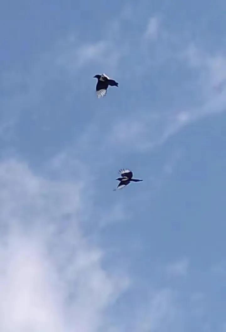 喜鹊本无罪，庸人自扰之