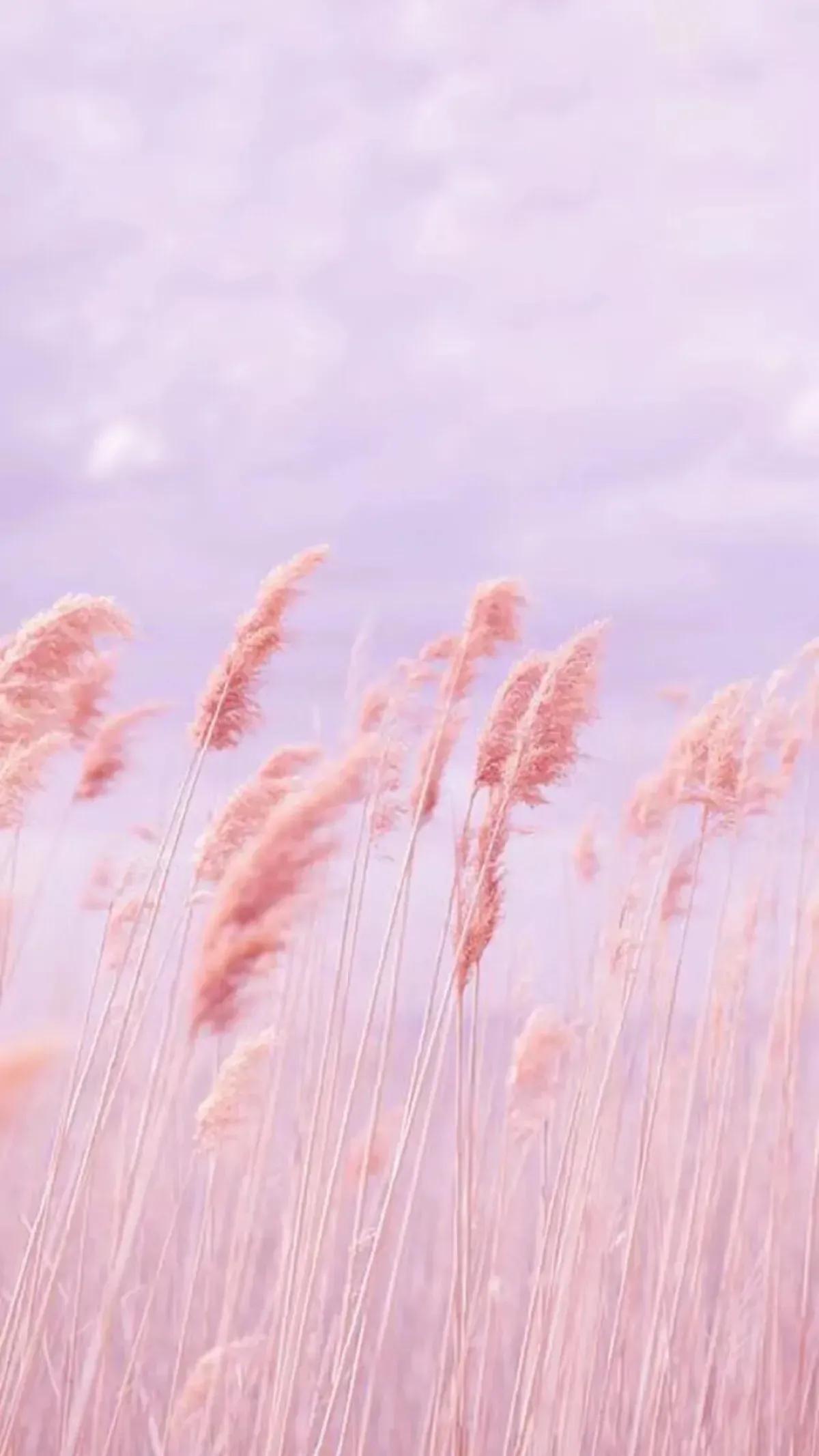 粉色系壁纸动漫人物,粉色系壁纸iphone专用女生高级