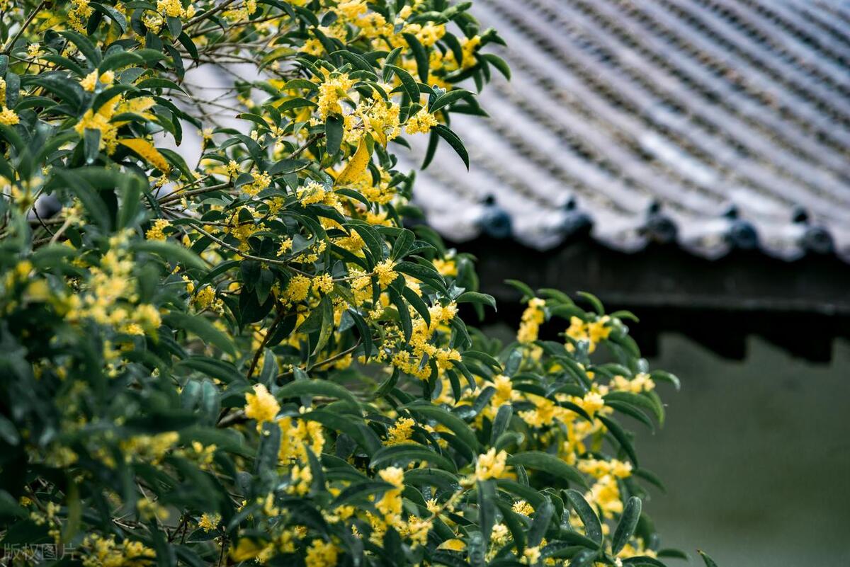 桂花树什么时候栽易活,桂花树枝繁叶茂开花少